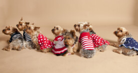 Lindy Lou Pet Sitting of Madison, WI
